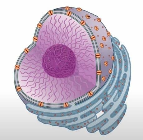 What is the Golgi Apparatus? – Microscope Clarity