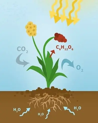 Photosynthesis diagram with color