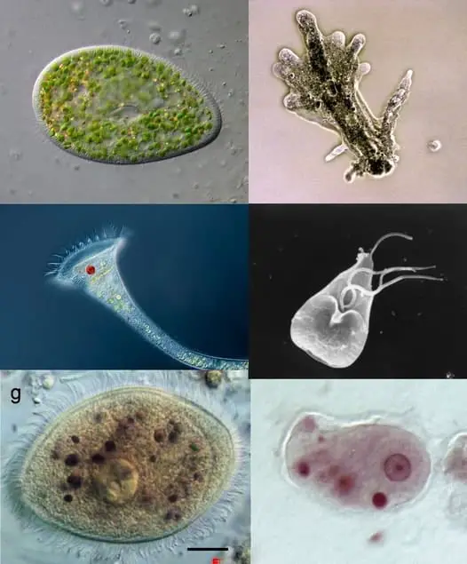 Protozoan férgek, Protozoa: GI idegrendszer paraziták Emberi protozoon paraziták