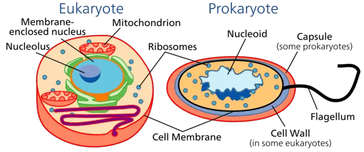 Eukaryote and prokaryote diagram labeled