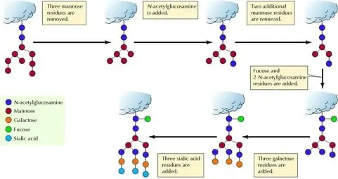 Processing of N-linked oligosaccharides in the Golgi apparatus