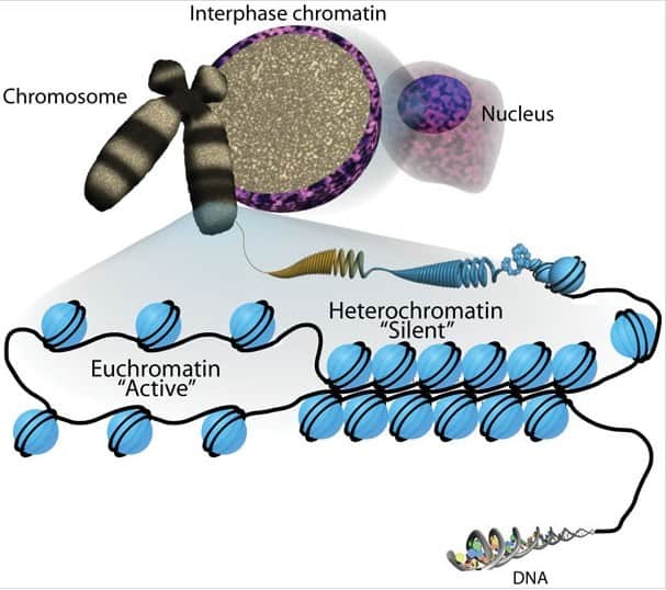 Structural Forms of DNA