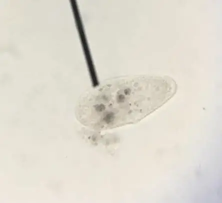 Tetraphymena under a microscope