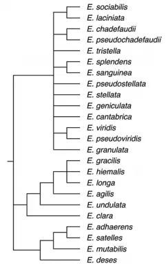 Phylogenetic tree of the genus Euglena