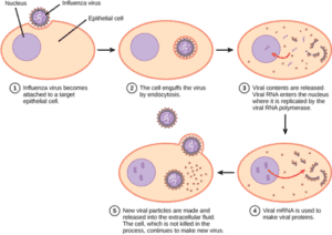 The Cell Nucleus: A Brief Overview – Microscope Clarity