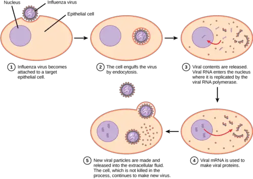 Viral interaction with the cell and nucleus 