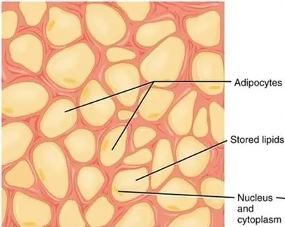 Adipocytes labeled diagram