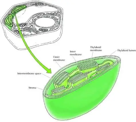 Structure of a chloroplast labeled diagram.