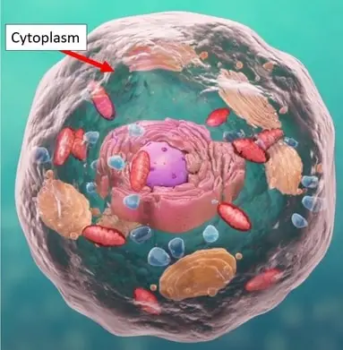 Cytoplasm labeled diagram with color