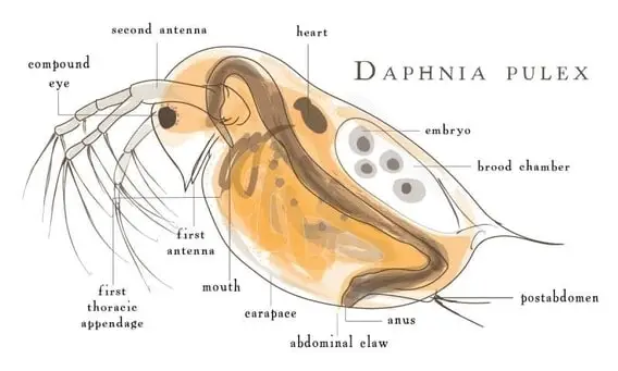 Structure and anatomy of Daphnia
