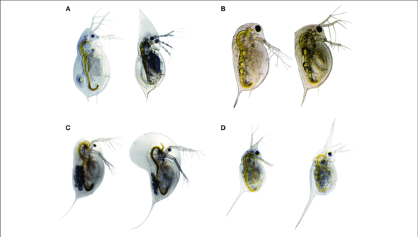 Sensory ecology of predator-induced phenotypic plasticity in Daphnia