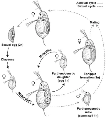 Daphnia lifecycle and reproduction labeled diagram