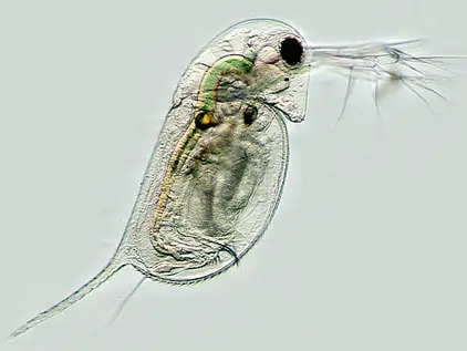 Daphnia under a microscope with a view of the internal structure