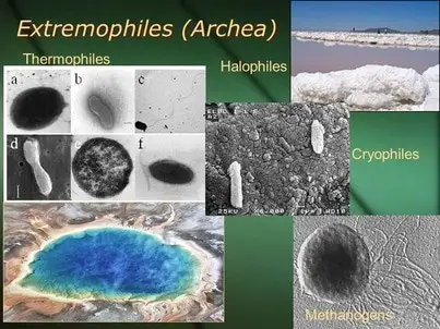Extremophiles (Archea) collage with color images