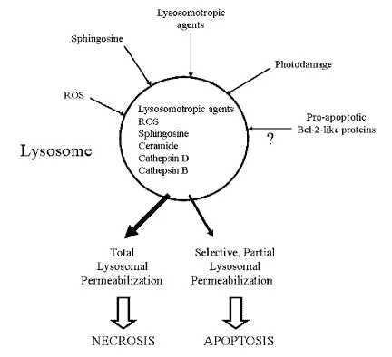 Mechanisms of lysosomal permeabilization