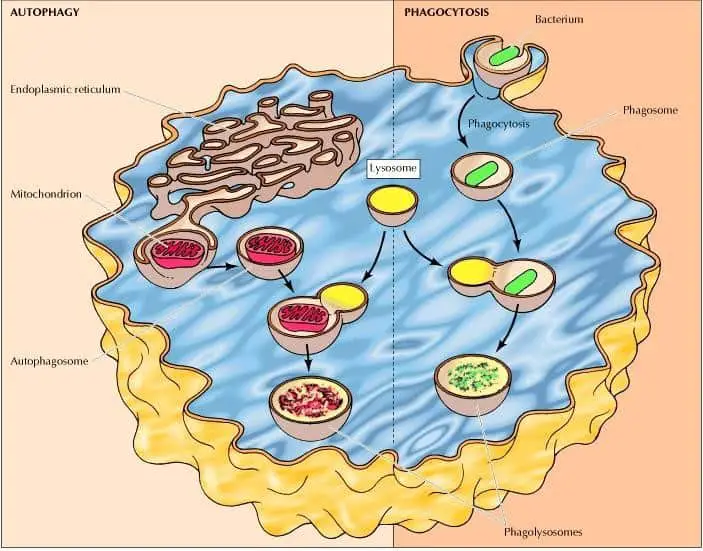 Lysosome intracellular digestion by phagocytosis and autophagy