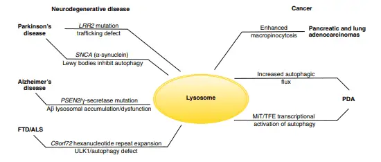 Lysosome roles in neurodegenerative disease and cancer diagram