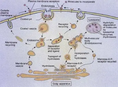 Lysosome formation labeled diagram
