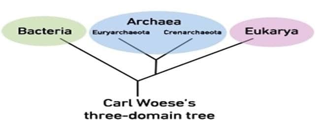 Carl Woeses's three-domain tree for bacterial classification