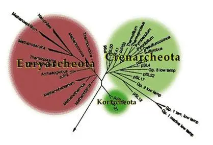 Phylogenetic tree for bacteria