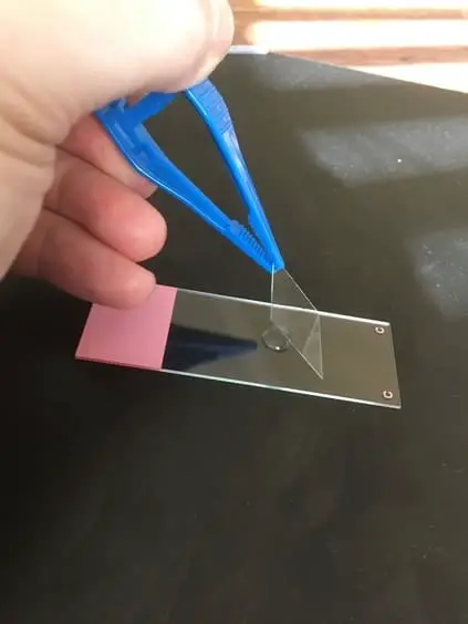 Tweezers placing a coverslip over a water droplet on a slide to prepare a wet mount slide