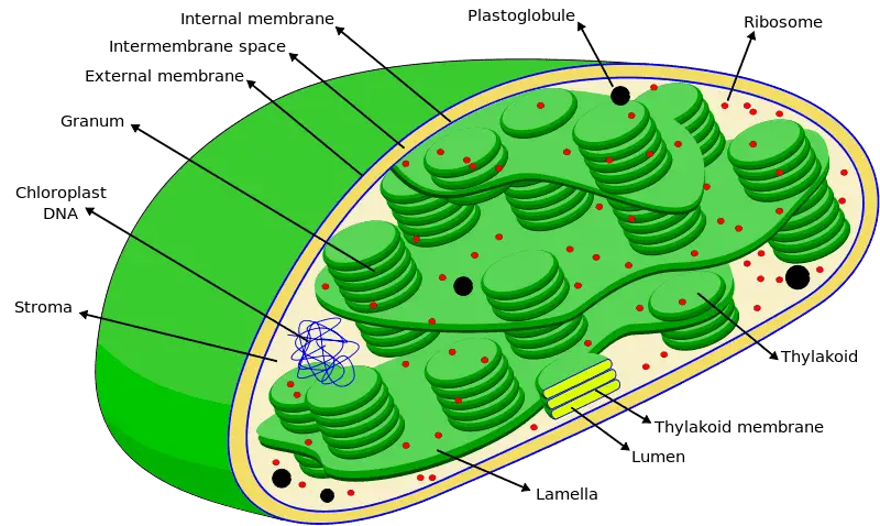 Chloroplasts structure diagram labeled