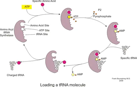 tRNA is charged by loafing a specific amino acid via ATP hydrolysis