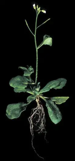 Plastid division is suppression in the Arabidopsis thaliana also called the Thale Cress