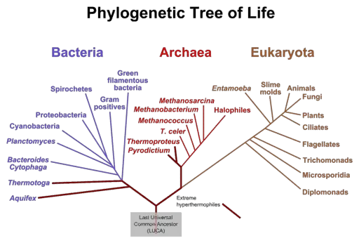Evolution of ribosomes phylogenetic tree of life