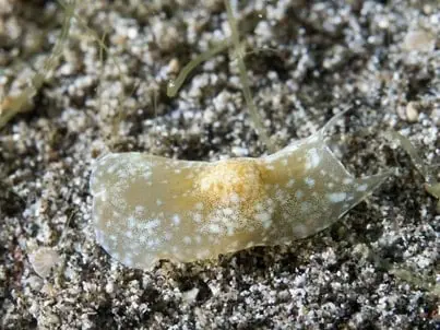 Flatworm exhibits a unique phenomenon called kleptoplasty