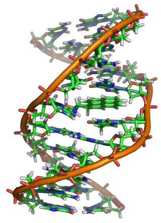Ribosome formation computer simulated image