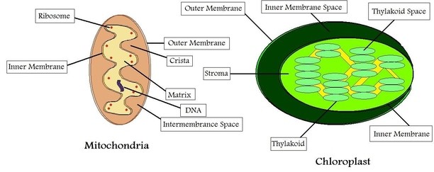 Chloroplast and mitochondria diagram comparison