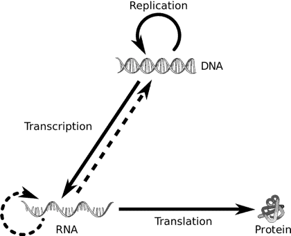 DNA transcription to form messenger RNA and translation to form proteins