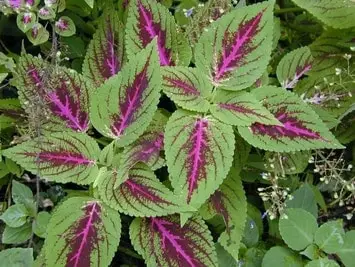 Plectranthus Scutellarioides leaves derive their characteristic color by a distinct distribution of chromoplasts