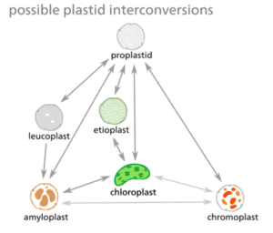 Plastids: Everything You Need to Know and More - Microscope Clarity