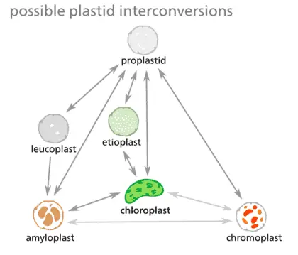 Possible plastid interconversions