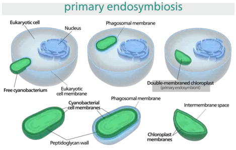 Plastids are thought to have originated in eukaryotes through endosymbiotic relationship with cyanobacteria