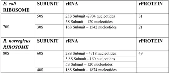 Ribosome subunit comparison