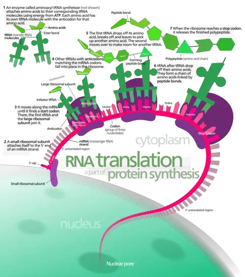 RNA translation labeled diagram