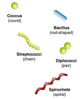 Bacteria shapes: Coccus, Bacillus, Streptococci, Diplococci, Spirochete