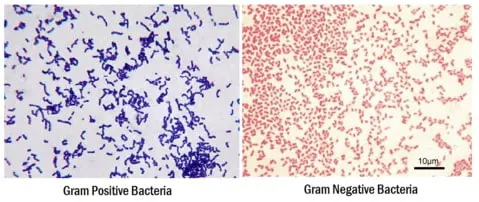 Gram positive bacteria compared to Gram negative bacteria
