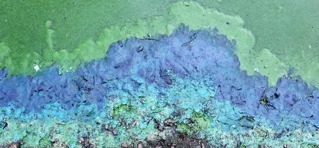Cyanobacteria color a lake blue and green