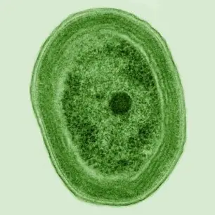 Cyanobacteria species Phlorococcus under a microscope
