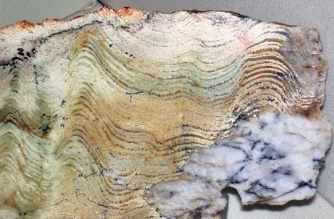 3.35-Billion-Year-Old Stromatolite from the Precambrian era