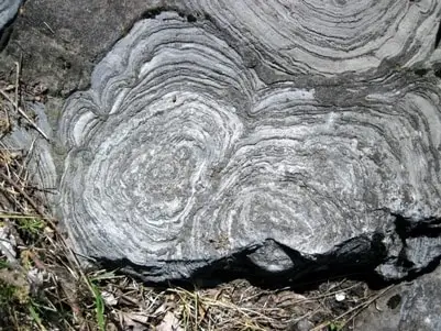 Cyanobacteria trapped in fossilized sediments called stromatolites