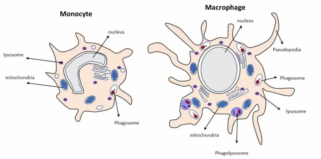Macrophage Structure