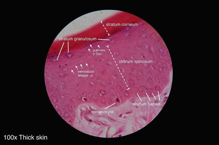 Epidermal Cells: A Complete Overview – Microscope Clarity