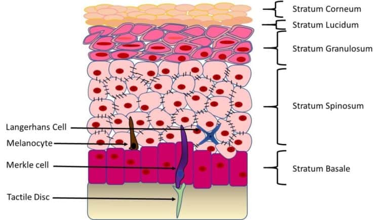 Epidermal Cells: A Complete Overview – Microscope Clarity