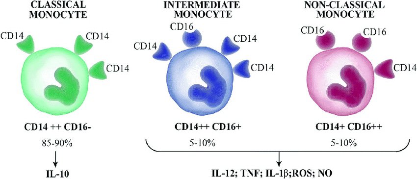 Macrophages A Complete Overview Microscope Clarity