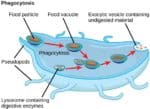 Macrophages: A Complete Overview – Microscope Clarity